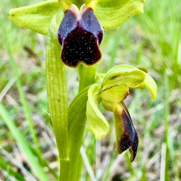 Ophrys forestieri